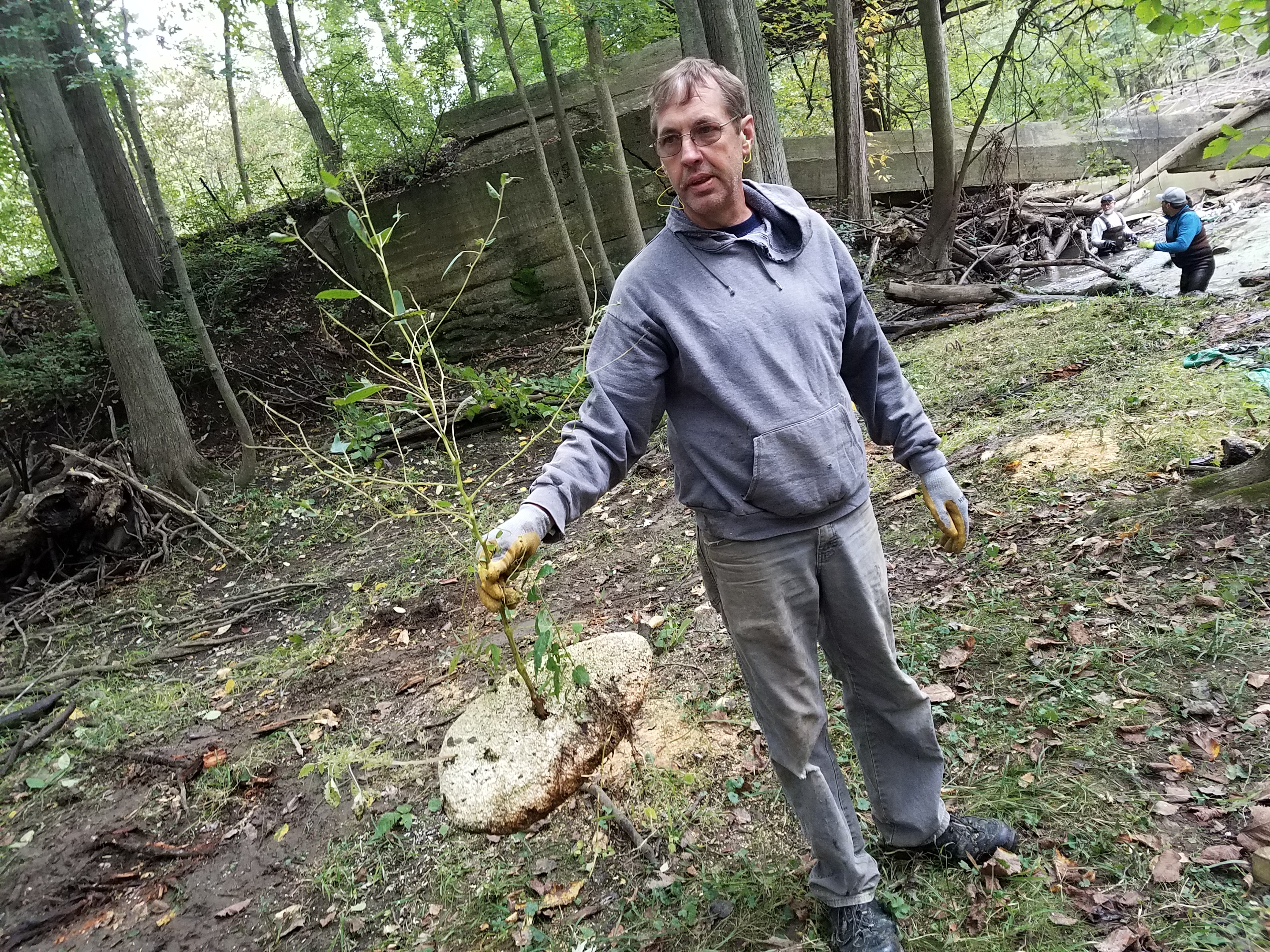 Piece of styrofoam pulled from river with plant life growing out of it