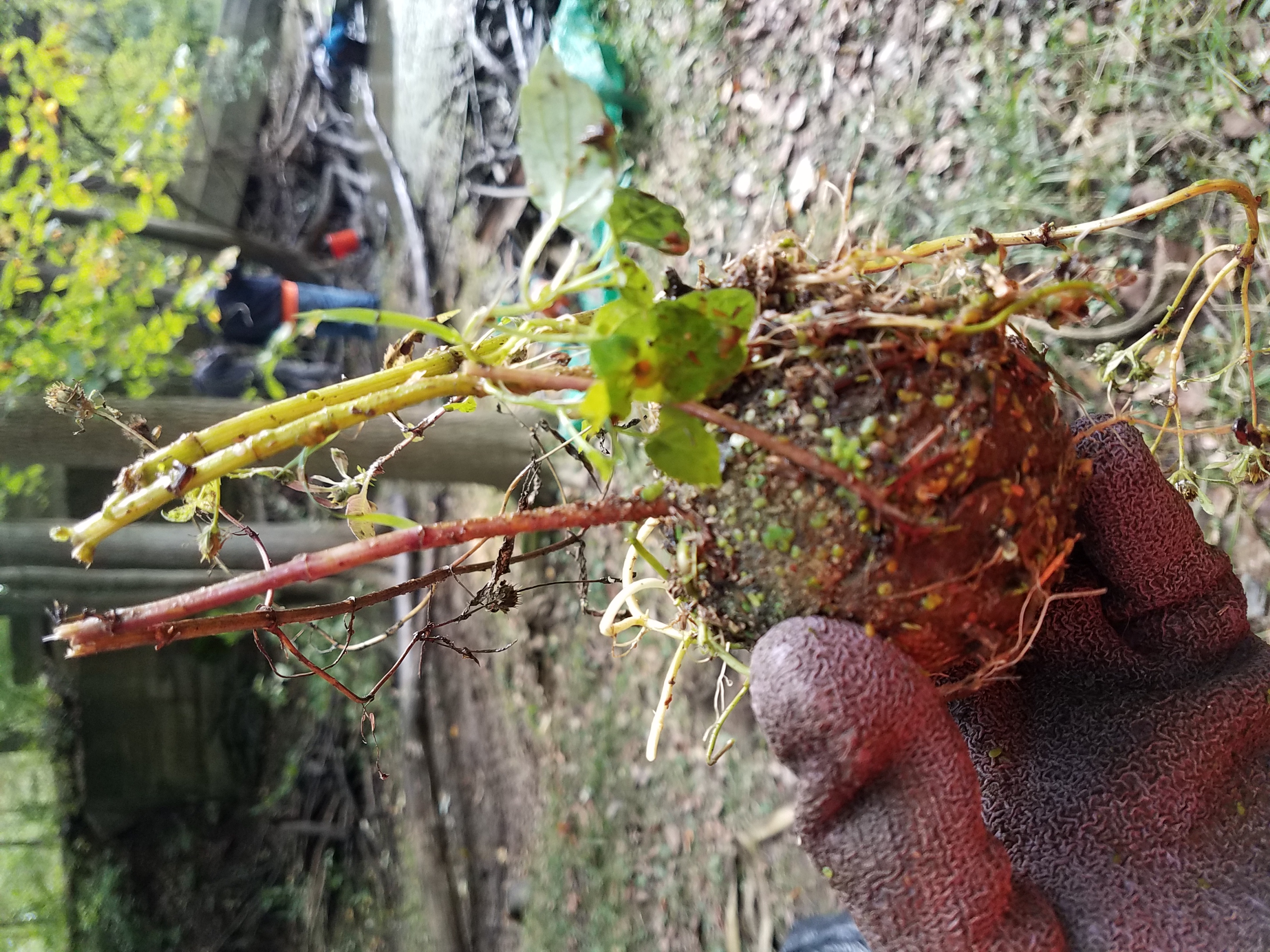 Tennis ball pulled from river with plant life growing out of it